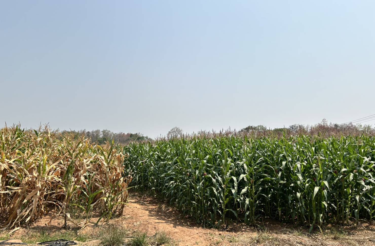 สศก. ชี้แจงกระบวนการพยากรณ์ ย้ำทุกข้อมูลตั้งบนหลักวิชาการ โปร่งใส เชื่อถือได้ พร้อมยกระดับเทคโนโลยี สร้างความแม่นยำ รับมือทุกการเปลี่ยนแปลง 3 1545637