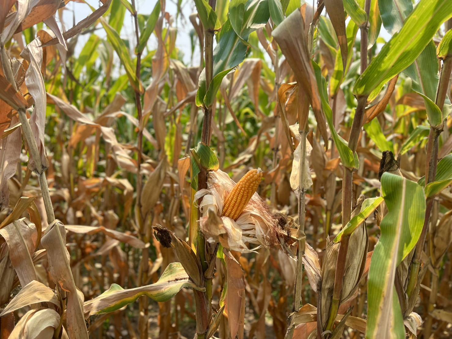 สศก. ชี้แจงกระบวนการพยากรณ์ ย้ำทุกข้อมูลตั้งบนหลักวิชาการ โปร่งใส เชื่อถือได้ พร้อมยกระดับเทคโนโลยี สร้างความแม่นยำ รับมือทุกการเปลี่ยนแปลง 4 1545638