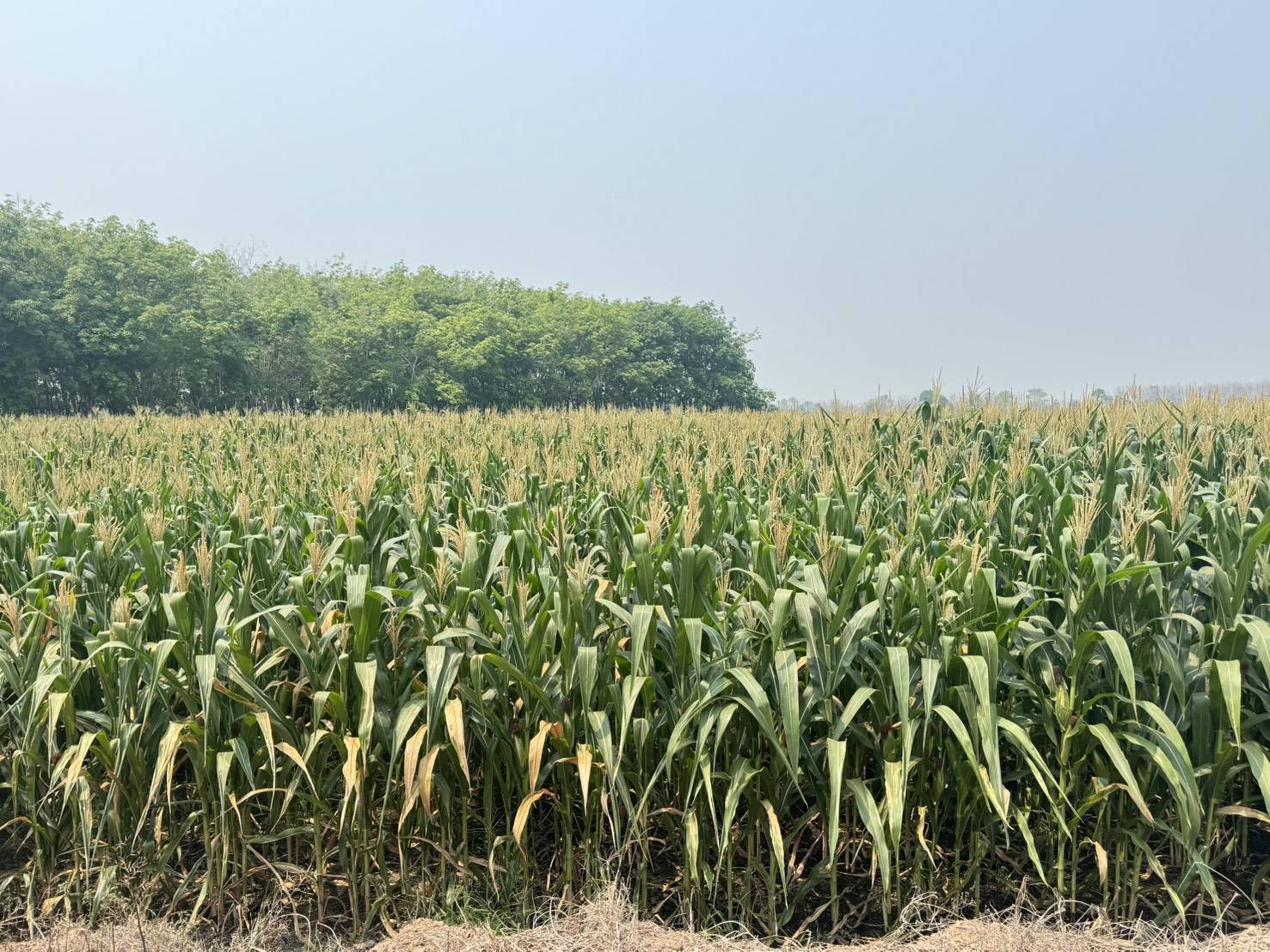 สศก. ชี้แจงกระบวนการพยากรณ์ ย้ำทุกข้อมูลตั้งบนหลักวิชาการ โปร่งใส เชื่อถือได้ พร้อมยกระดับเทคโนโลยี สร้างความแม่นยำ รับมือทุกการเปลี่ยนแปลง 5 1545639