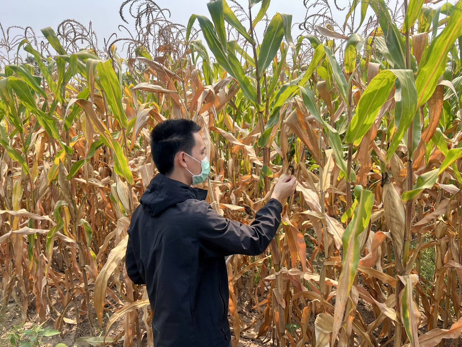 สศก. ชี้แจงกระบวนการพยากรณ์ ย้ำทุกข้อมูลตั้งบนหลักวิชาการ โปร่งใส เชื่อถือได้ พร้อมยกระดับเทคโนโลยี สร้างความแม่นยำ รับมือทุกการเปลี่ยนแปลง 6 1545640