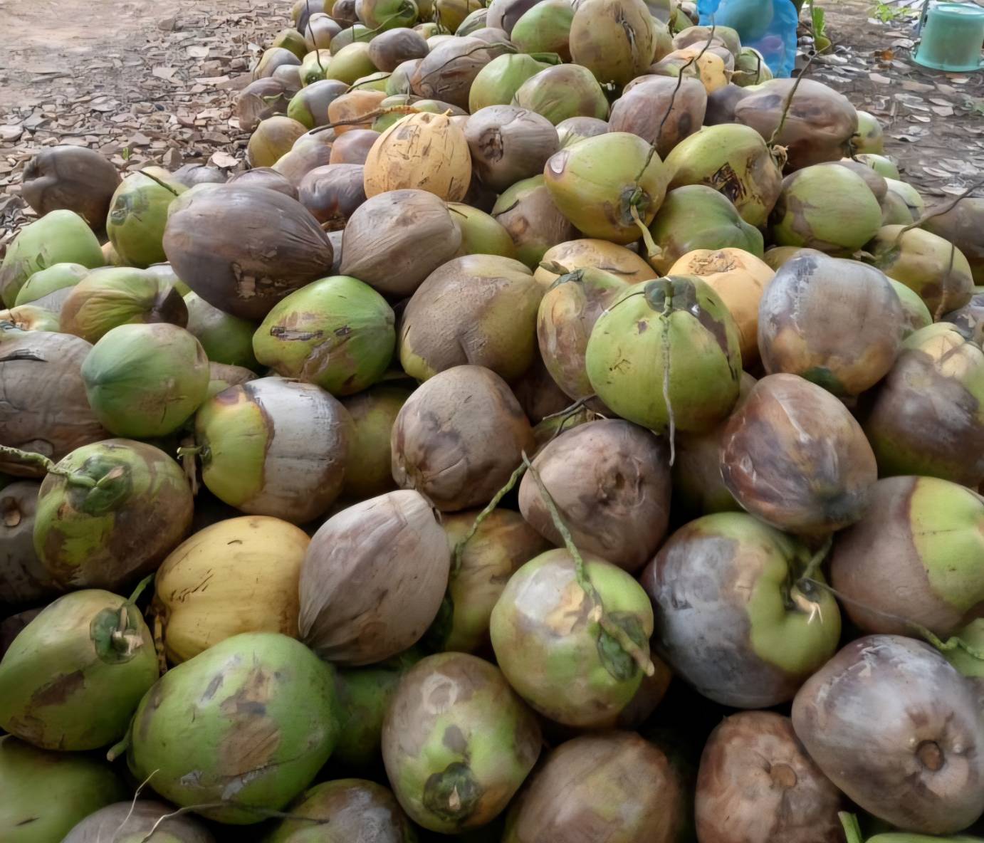 บอร์ดพืชน้ำมันฯ ไฟเขียวเปิดโควตานำเข้า 3 กลุ่มสินค้า กากถั่วเหลือง-เมล็ดถั่วเหลือง-มะพร้าว กำหนดกรอบ 3 ปี พร้อมวางกลไกสร้างสมดุล ยกระดับรายได้เกษตรกร 5 1550278