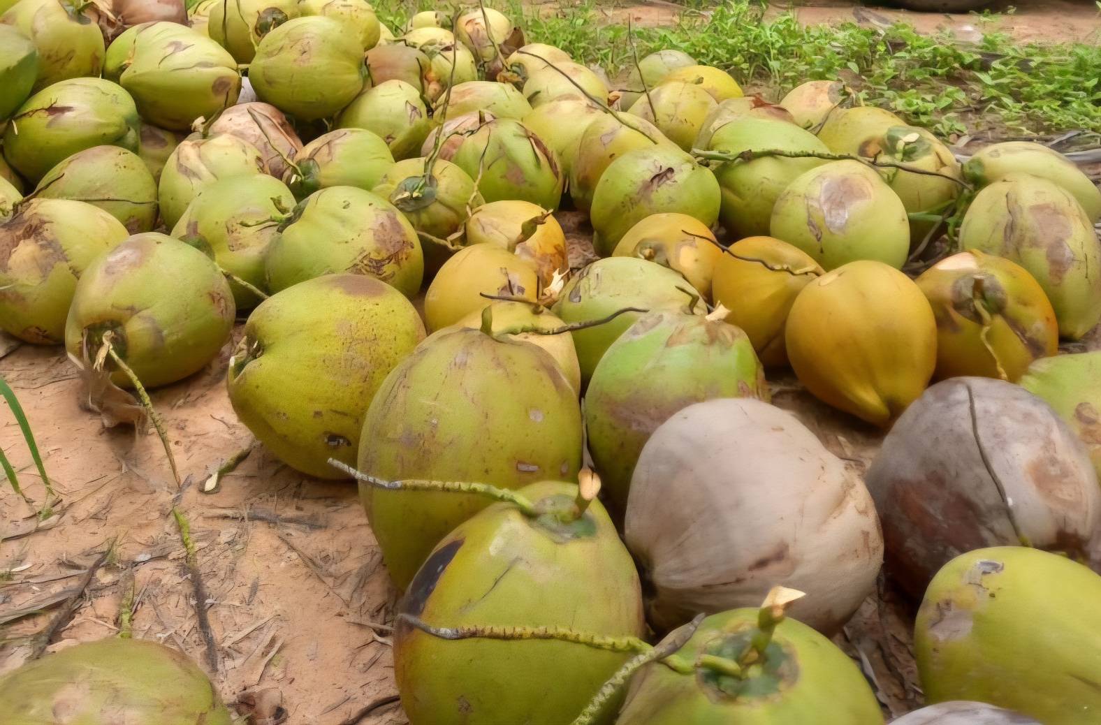 บอร์ดพืชน้ำมันฯ ไฟเขียวเปิดโควตานำเข้า 3 กลุ่มสินค้า กากถั่วเหลือง-เมล็ดถั่วเหลือง-มะพร้าว กำหนดกรอบ 3 ปี พร้อมวางกลไกสร้างสมดุล ยกระดับรายได้เกษตรกร 6 1550279