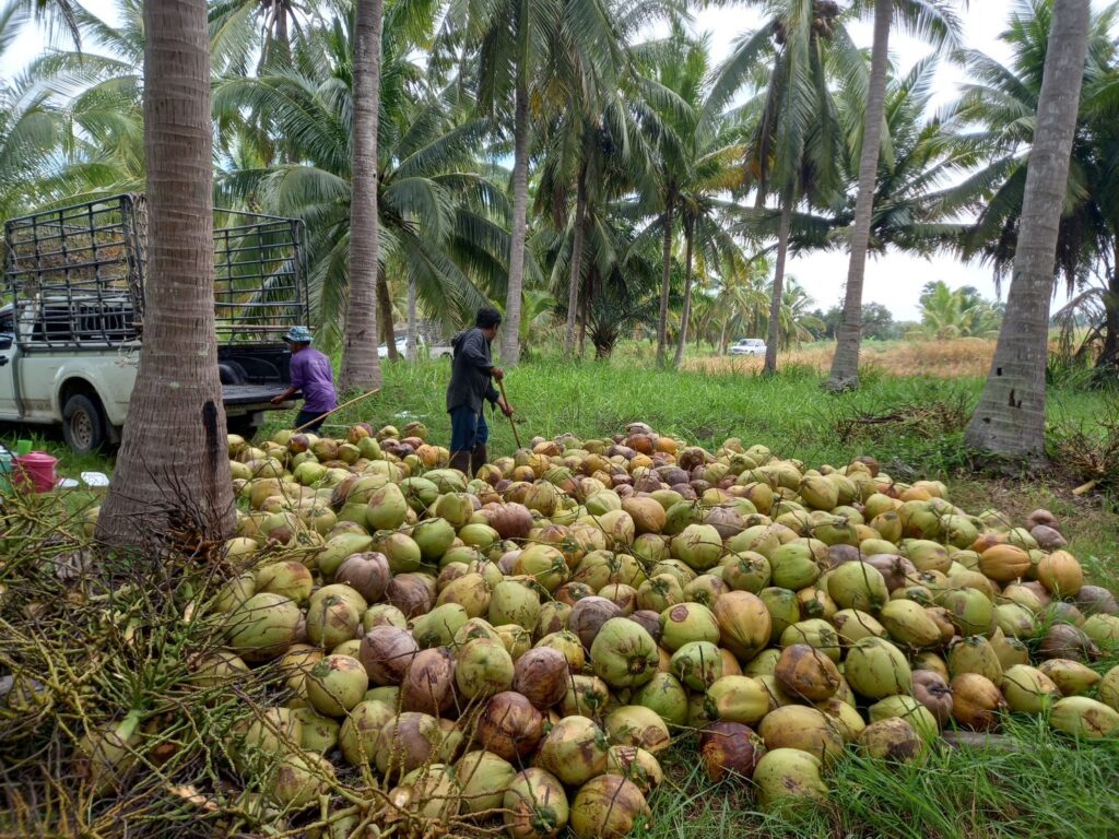 บอร์ดพืชน้ำมันฯ ไฟเขียวเปิดโควตานำเข้า 3 กลุ่มสินค้า กากถั่วเหลือง-เมล็ดถั่วเหลือง-มะพร้าว กำหนดกรอบ 3 ปี พร้อมวางกลไกสร้างสมดุล ยกระดับรายได้เกษตรกร 7 1550280