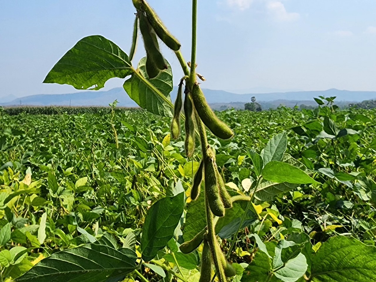 บอร์ดพืชน้ำมันฯ ไฟเขียวเปิดโควตานำเข้า 3 กลุ่มสินค้า กากถั่วเหลือง-เมล็ดถั่วเหลือง-มะพร้าว กำหนดกรอบ 3 ปี พร้อมวางกลไกสร้างสมดุล ยกระดับรายได้เกษตรกร 8 1550281