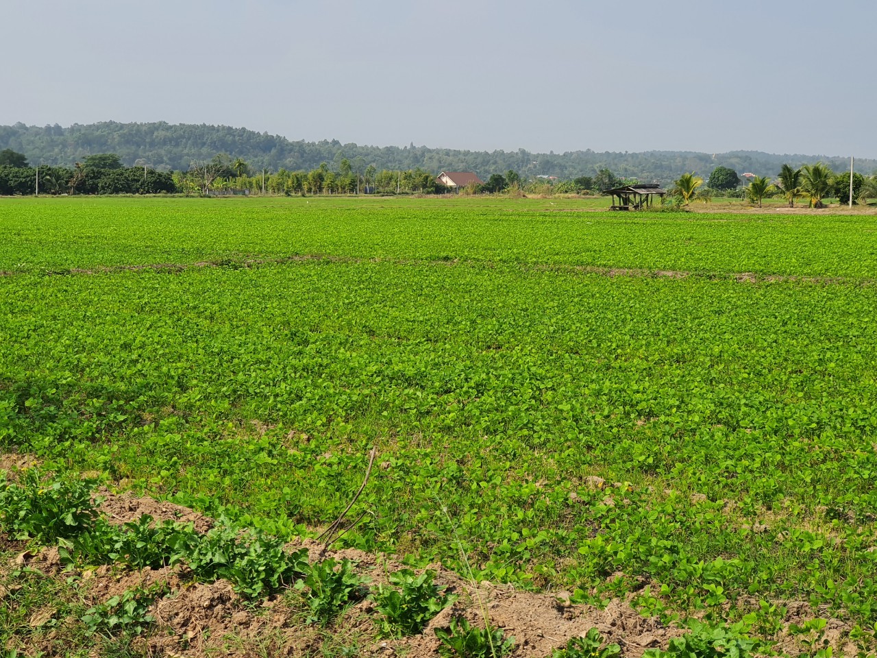 บอร์ดพืชน้ำมันฯ ไฟเขียวเปิดโควตานำเข้า 3 กลุ่มสินค้า กากถั่วเหลือง-เมล็ดถั่วเหลือง-มะพร้าว กำหนดกรอบ 3 ปี พร้อมวางกลไกสร้างสมดุล ยกระดับรายได้เกษตรกร 9 1550282