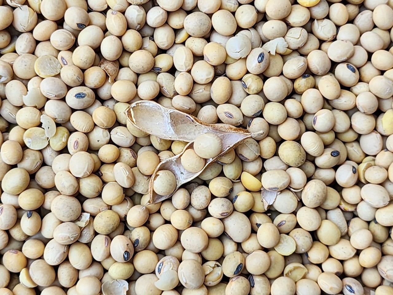 บอร์ดพืชน้ำมันฯ ไฟเขียวเปิดโควตานำเข้า 3 กลุ่มสินค้า กากถั่วเหลือง-เมล็ดถั่วเหลือง-มะพร้าว กำหนดกรอบ 3 ปี พร้อมวางกลไกสร้างสมดุล ยกระดับรายได้เกษตรกร 10 1550283