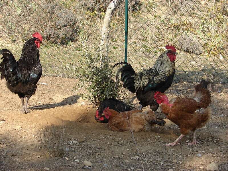 "ไก่บ้าน" หายาก รสชาติดี 3 2269735118 ece1ddfb24 c 800x600 1