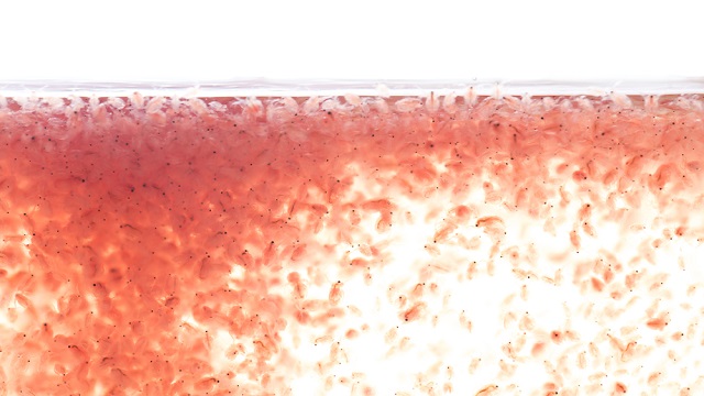 การเพาะเลี้ยง 264227