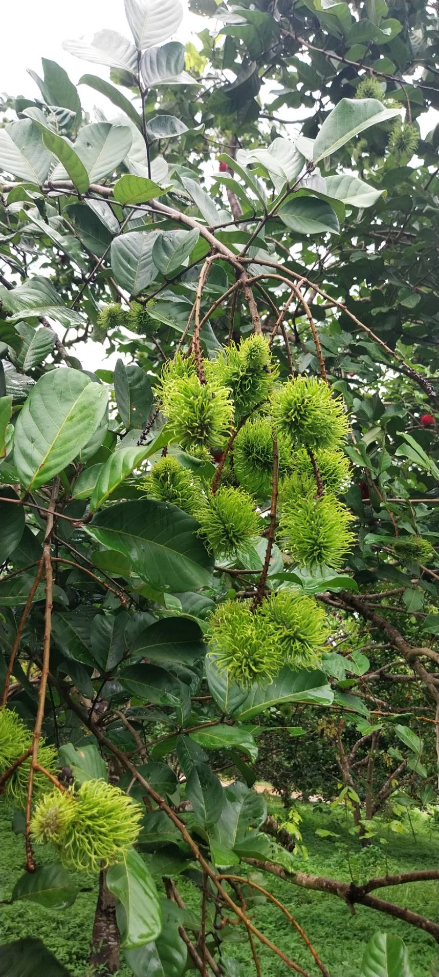 “แปลงใหญ่เงาะคุณภาพตำบลนางิ้ว” จ.หนองคาย ผลิตเงาะคุณภาพ สร้างรายได้กว่า 8.5 ล้านบาท/ปี เชื่อมโยงท่องเที่ยวเชิงเกษตรครบวงจร 6 323588 0