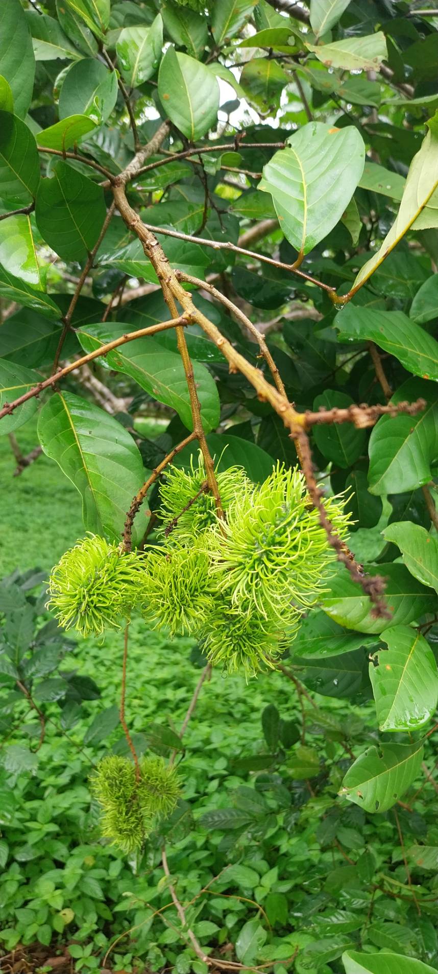 “แปลงใหญ่เงาะคุณภาพตำบลนางิ้ว” จ.หนองคาย ผลิตเงาะคุณภาพ สร้างรายได้กว่า 8.5 ล้านบาท/ปี เชื่อมโยงท่องเที่ยวเชิงเกษตรครบวงจร 7 323589 0