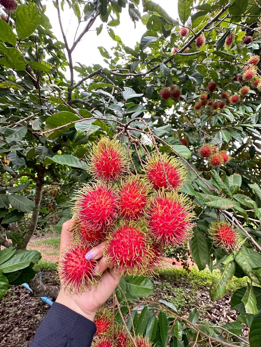 “แปลงใหญ่เงาะคุณภาพตำบลนางิ้ว” จ.หนองคาย ผลิตเงาะคุณภาพ สร้างรายได้กว่า 8.5 ล้านบาท/ปี เชื่อมโยงท่องเที่ยวเชิงเกษตรครบวงจร 5 323792