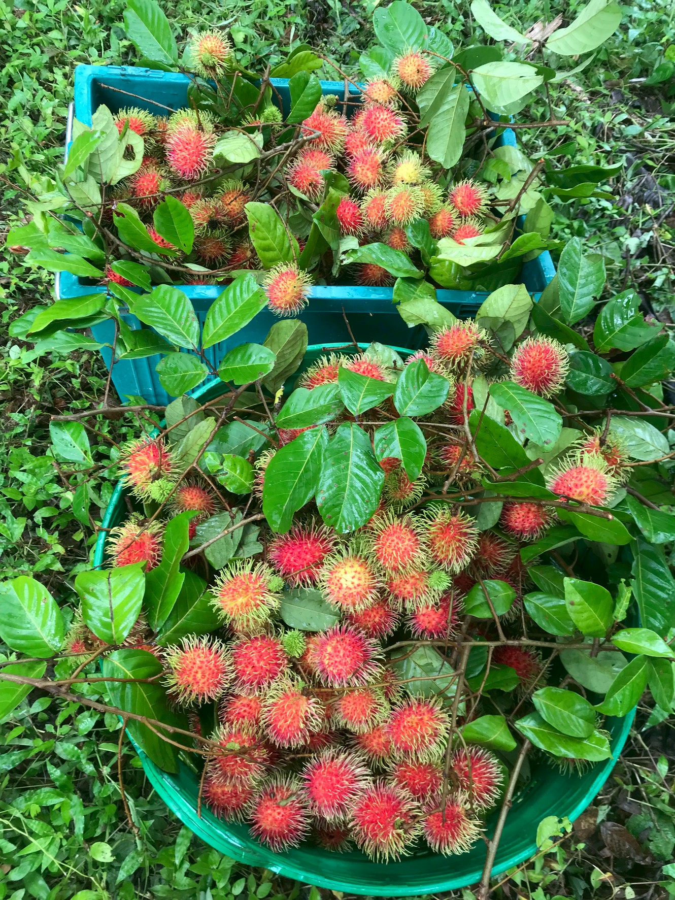 “แปลงใหญ่เงาะคุณภาพตำบลนางิ้ว” จ.หนองคาย ผลิตเงาะคุณภาพ สร้างรายได้กว่า 8.5 ล้านบาท/ปี เชื่อมโยงท่องเที่ยวเชิงเกษตรครบวงจร 8 323804