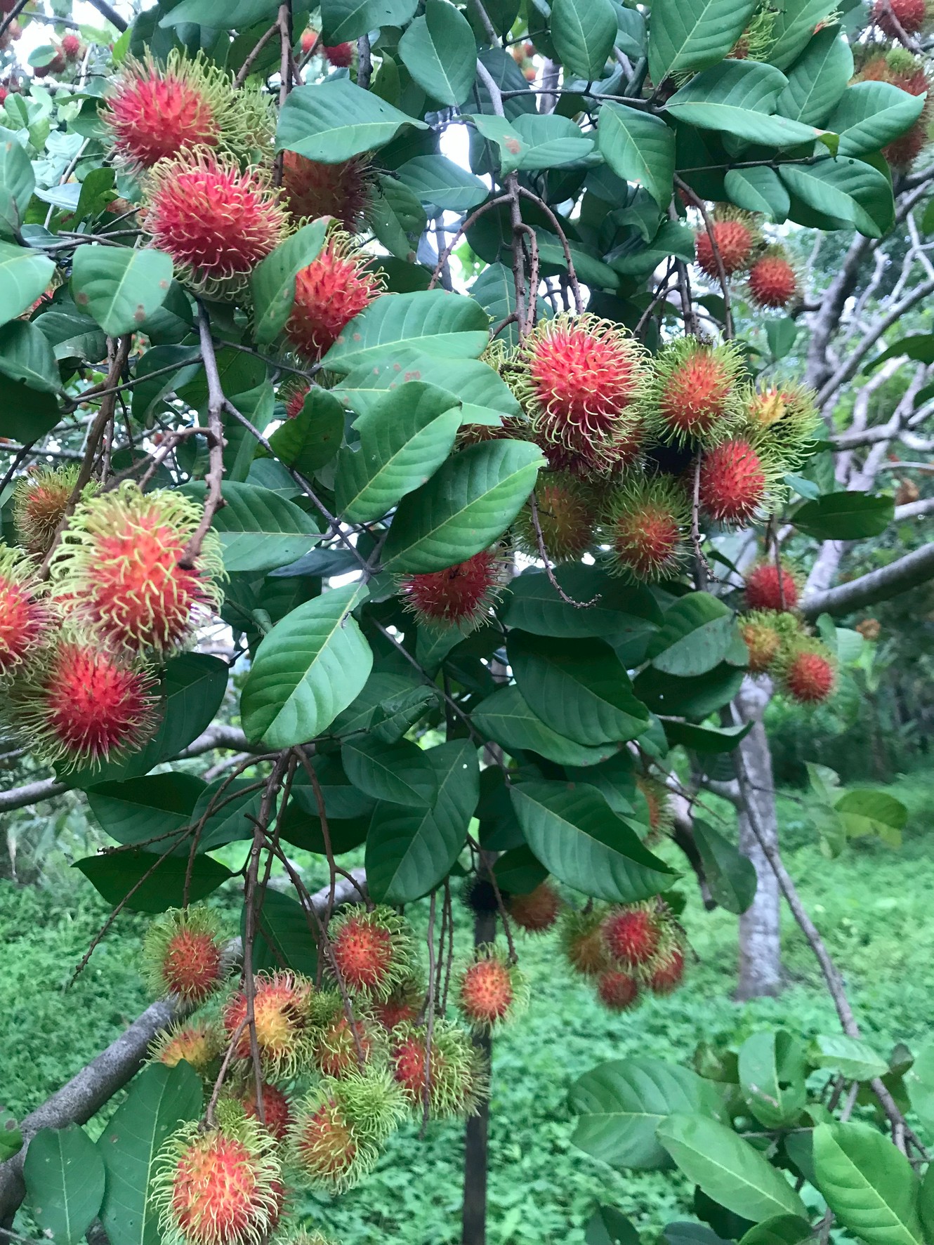 “แปลงใหญ่เงาะคุณภาพตำบลนางิ้ว” จ.หนองคาย ผลิตเงาะคุณภาพ สร้างรายได้กว่า 8.5 ล้านบาท/ปี เชื่อมโยงท่องเที่ยวเชิงเกษตรครบวงจร 9 323814