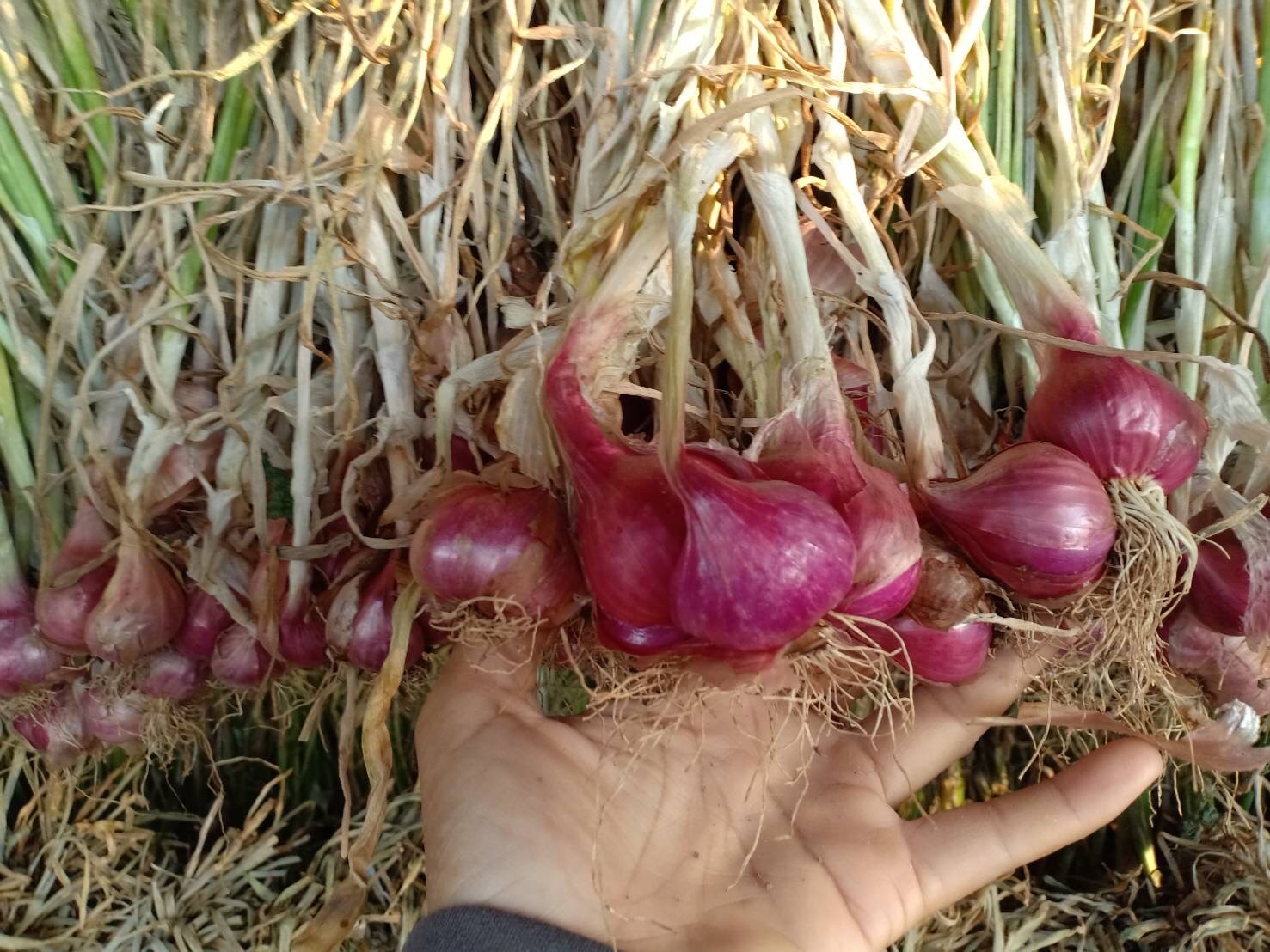 แปลงใหญ่หอมแดงบ้านโปร่งมีชัย จ.ชัยภูมิ ผลิตหอมแดงคุณภาพ สร้างรายได้เสริมให้เกษตรกรในพื้นที่ 8 39EAD7E8 5289 4686 9B5C 0B46C562B247