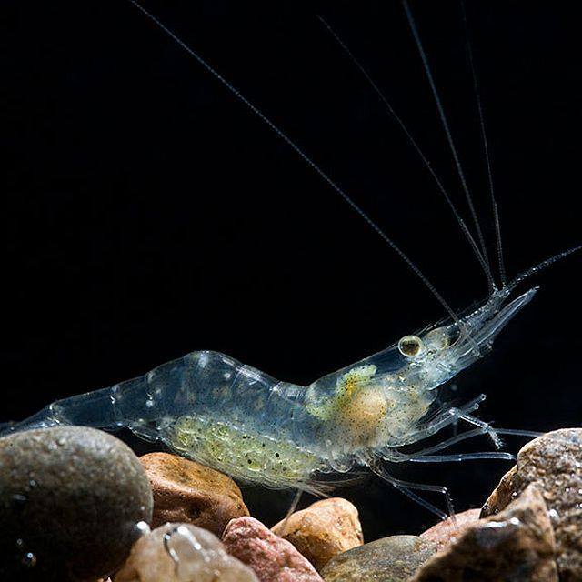 การเลี้ยง 464592484 8455314837870602 7587379136654735426 n