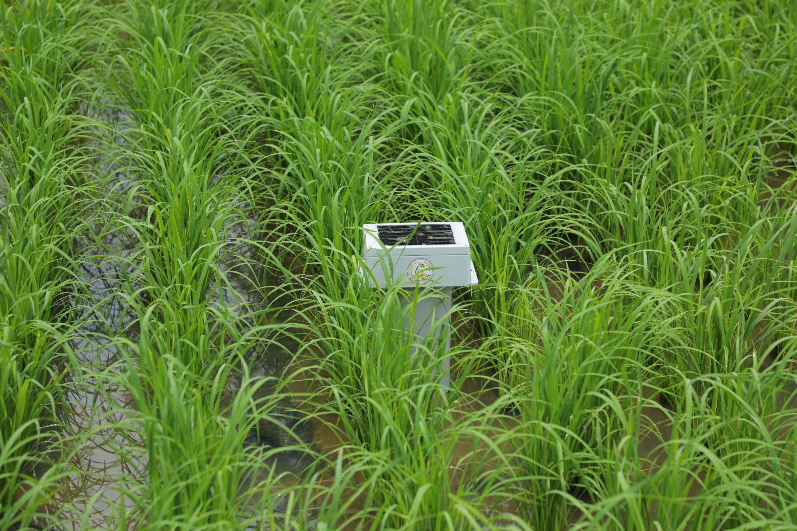 กรมการข้าวนำคณะสื่อมวลชนสัญจรศึกษาดูงานและประชาสัมพันธ์การดำเนินงานโครงการส่งเสริมและพัฒนาการผลิตข้าวด้วยเทคโนโลยีอัจฉริยะครบวงจร ปี 2568 3 48640 scaled