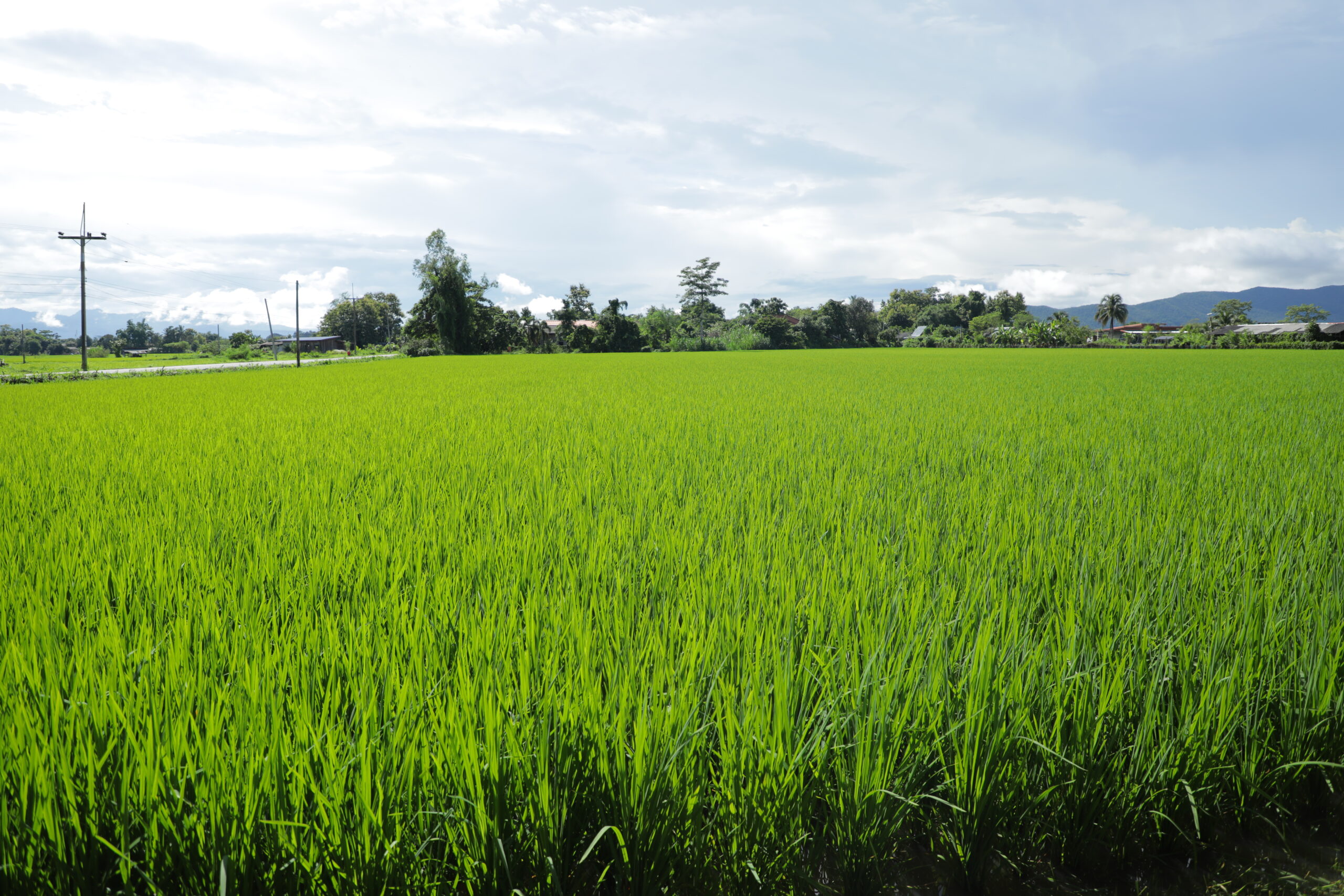 กรมการข้าวนำคณะสื่อมวลชนสัญจรศึกษาดูงานและประชาสัมพันธ์การดำเนินงานโครงการส่งเสริมและพัฒนาการผลิตข้าวด้วยเทคโนโลยีอัจฉริยะครบวงจร ปี 2568 6 48643 scaled