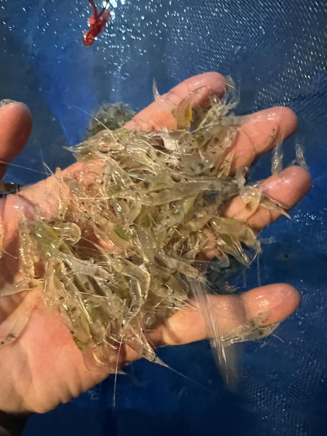 การเลี้ยง 492231749 653077754191476 677895626515950386 n