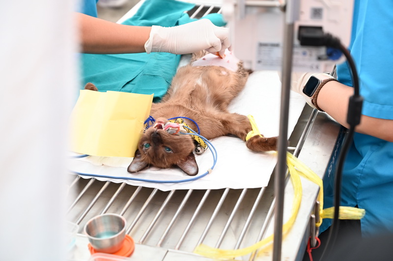 อธิบดีกรมปศุสัตว์เปิดงาน Kick Off ก้าวสู่ปีที่ 78 สัตวแพทยสมาคมแห่งประเทศไทย ในพระบรมราชูปถัมภ์ และวันสัตวแพทย์ไทย พ.ศ. 2568 12 527