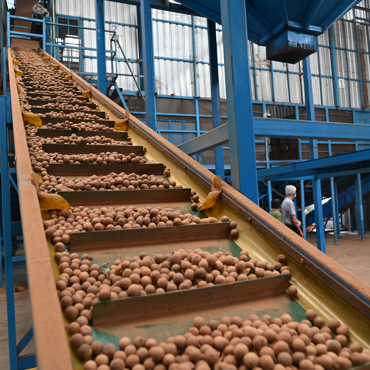 กรมการค้าภายใน เดินหน้าพยุงราคาลำไย ดึงโรงอบรับซื้อ 100,000 ตัน – วอนชาวสวนทยอยเก็บ เพื่อรักษาคุณภาพ-ขายได้ราคาดี 3 527020963 1339356077756929 4892914719381704874 n