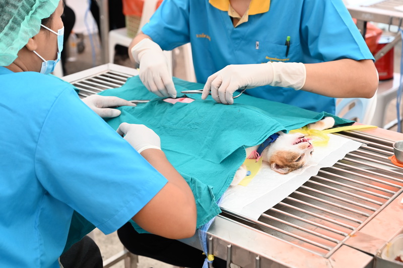 อธิบดีกรมปศุสัตว์เปิดงาน Kick Off ก้าวสู่ปีที่ 78 สัตวแพทยสมาคมแห่งประเทศไทย ในพระบรมราชูปถัมภ์ และวันสัตวแพทย์ไทย พ.ศ. 2568 13 52779