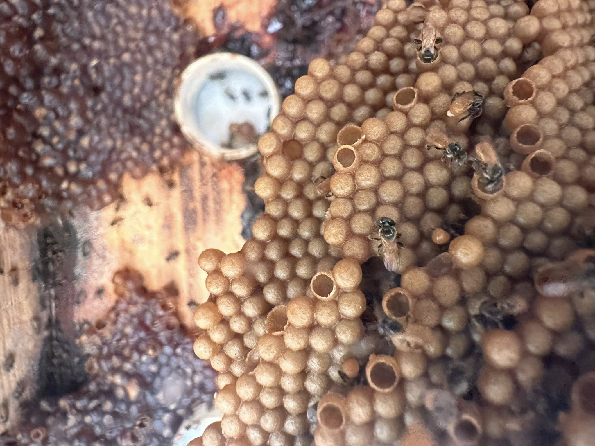 530278580 1559142845406092 1571189345344177758 n