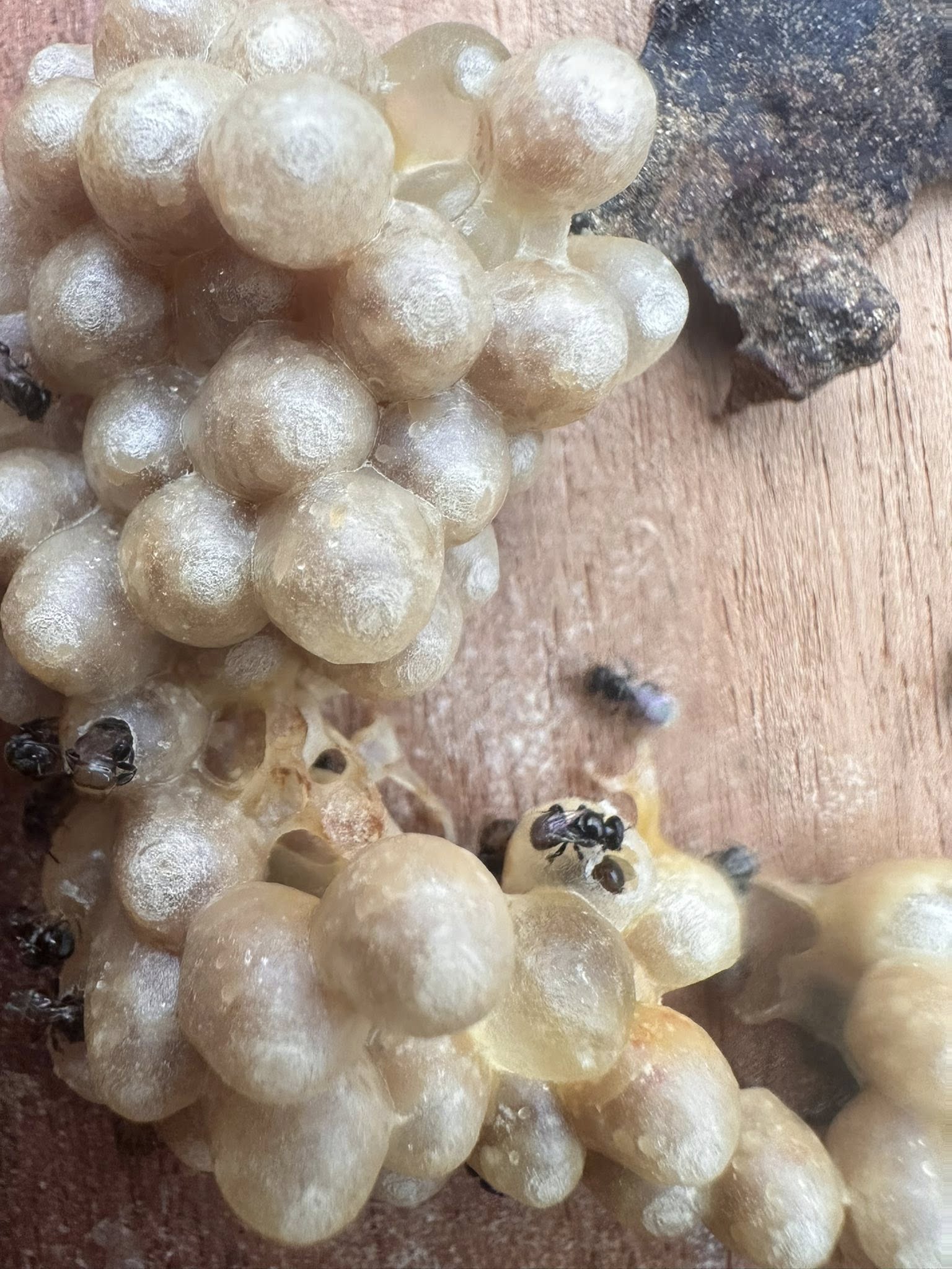 530615905 1559143322072711 8983347003144448192 n