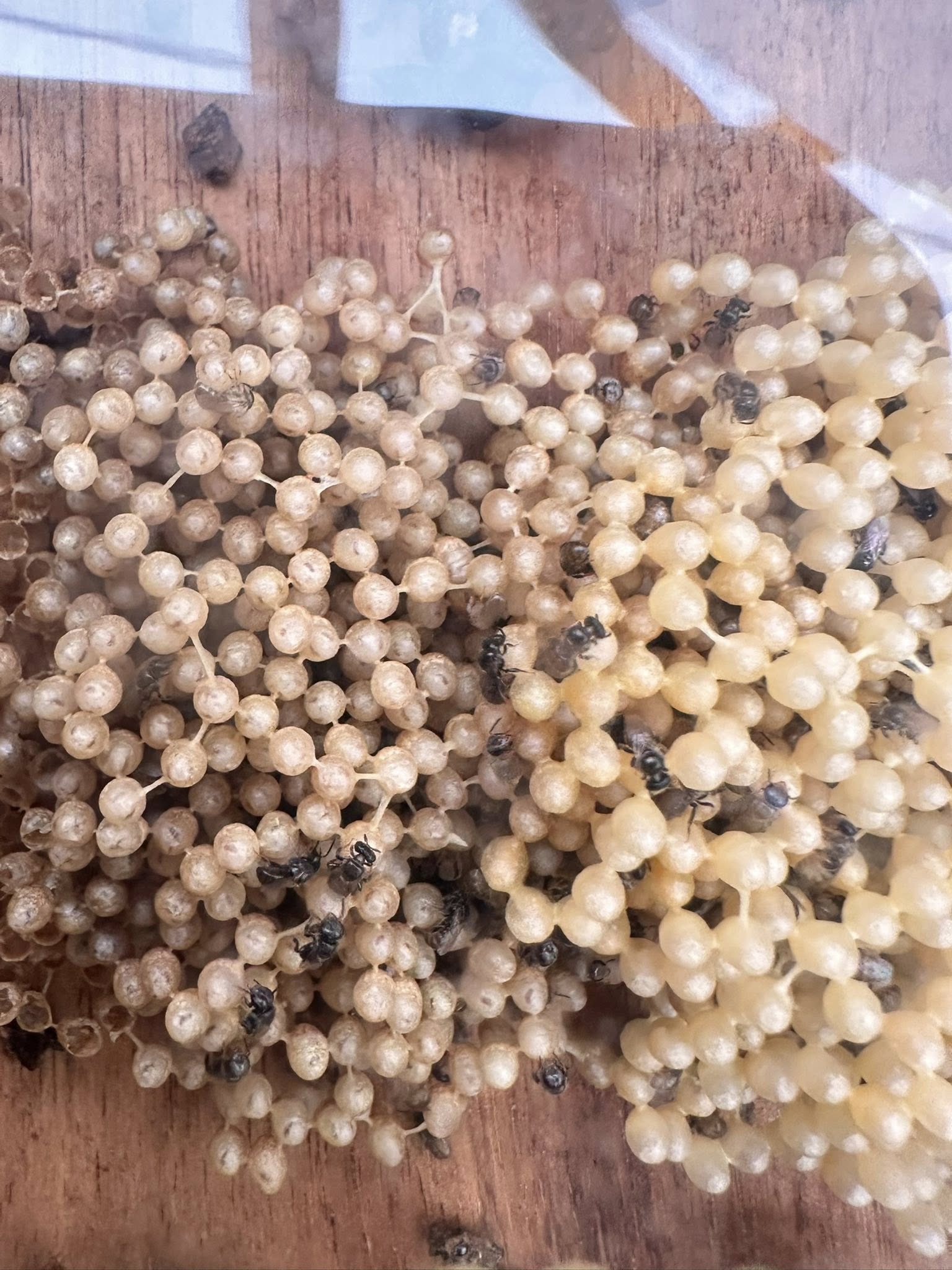 530753892 1559143238739386 3313277836767032403 n