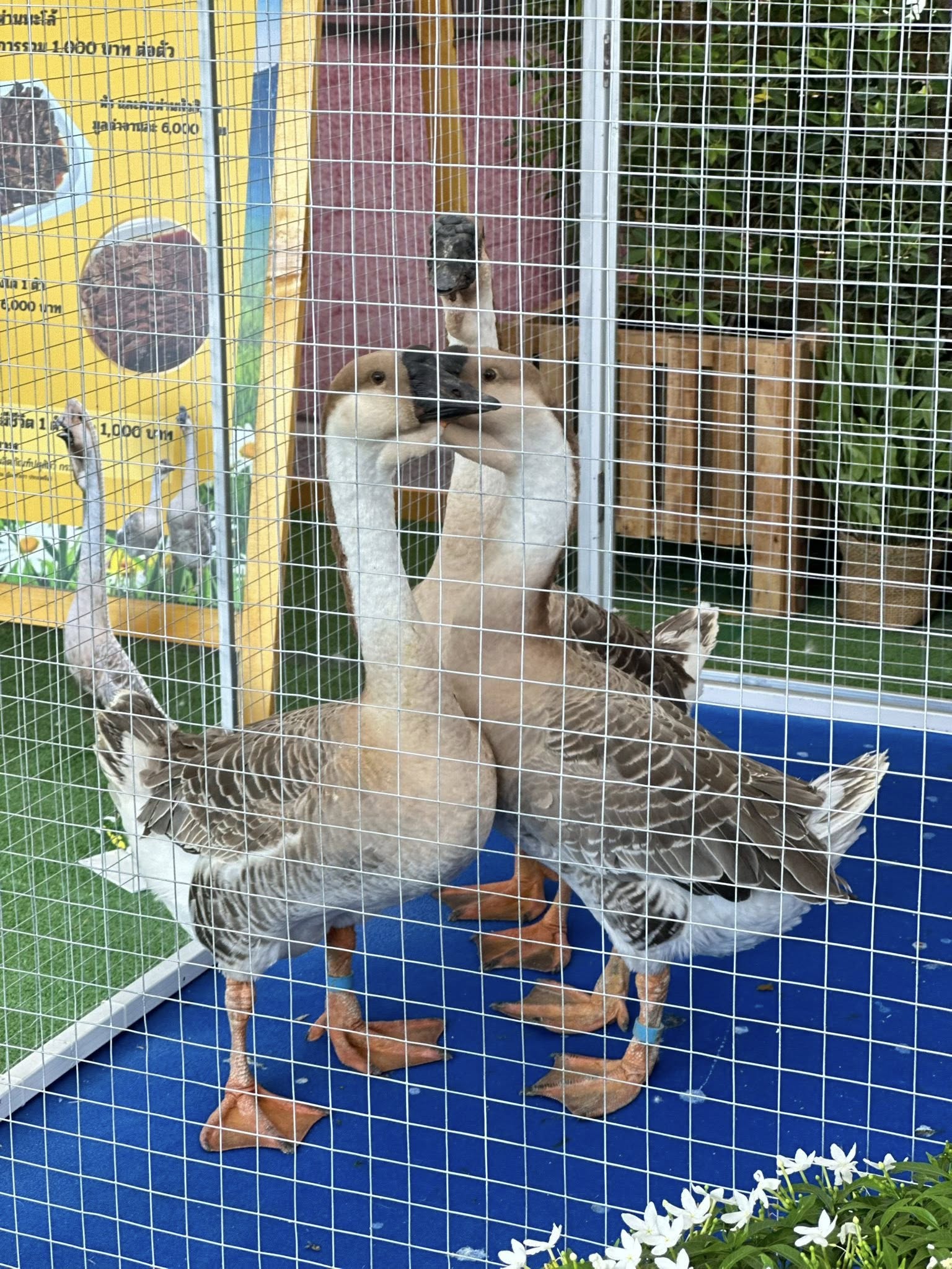 530782311 1558202192166824 68477636969398612 n