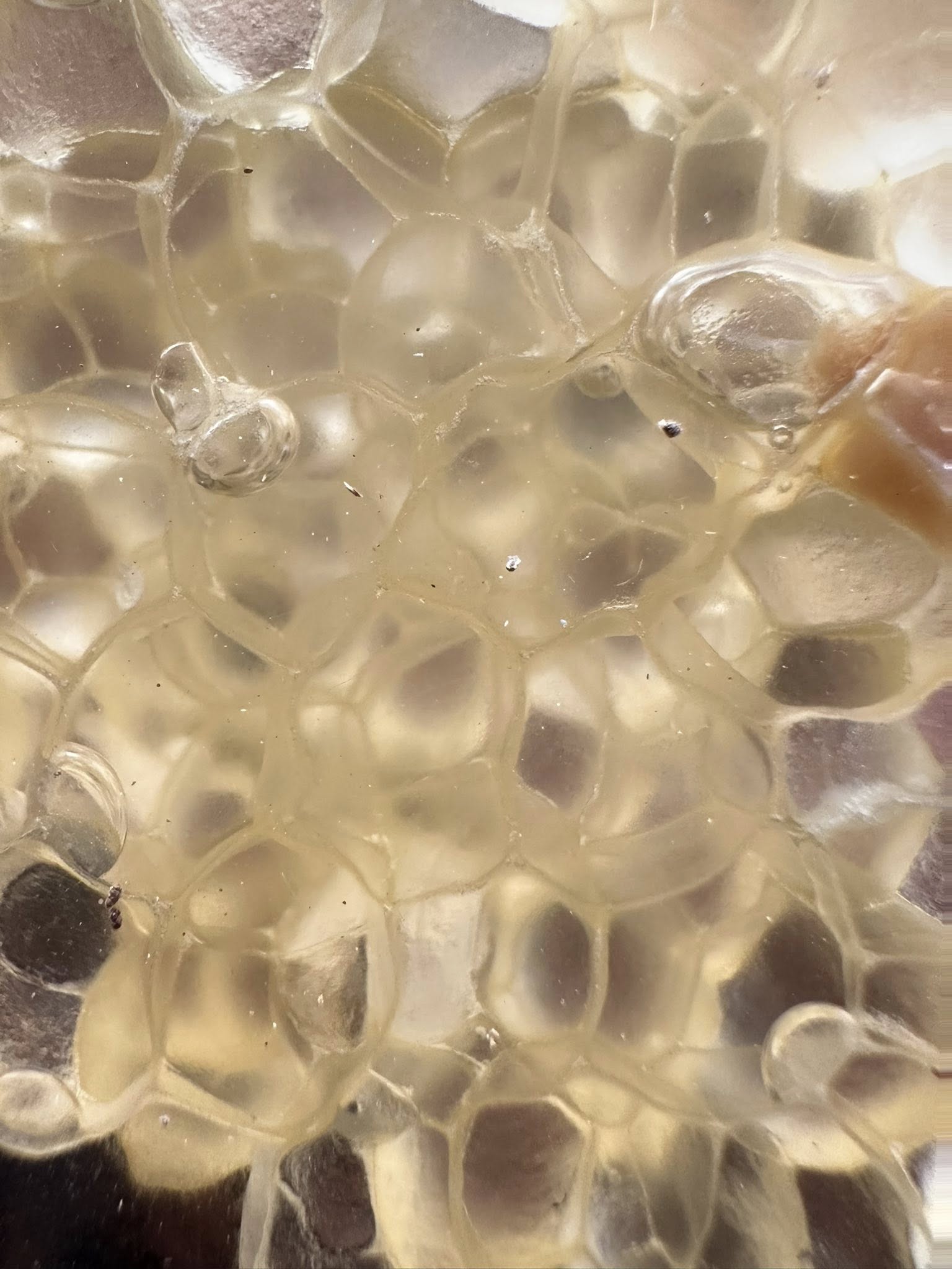 530878093 1559142092072834 2836228766833859368 n