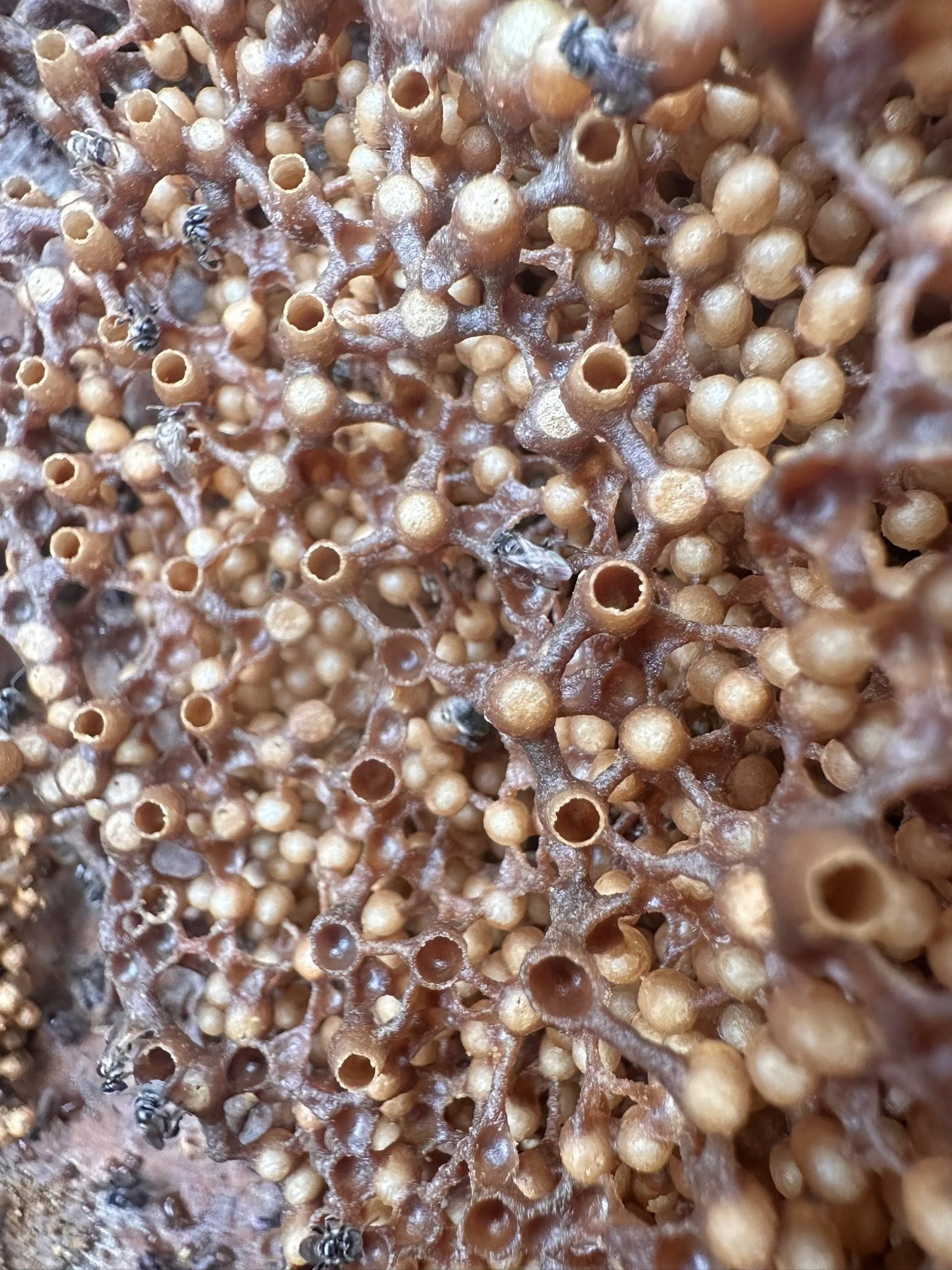 530906969 1559142118739498 3061922617137963503 n