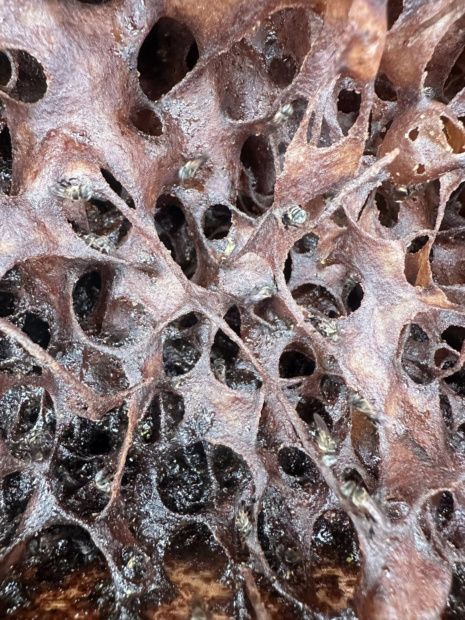 531630283 1559143342072709 1093111869707994343 n