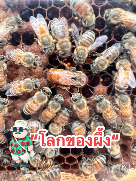 531900489 1559961681990875 951091851676847896 n