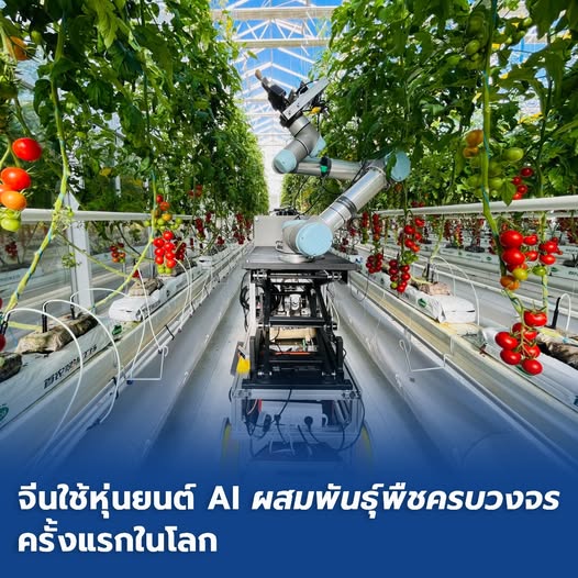 จีนใช้หุ่นยนต์ AI 'ผสมพันธุ์พืชครบวงจร' ครั้งแรกในโลก 2 532059420 1212705874231787 7968664006686387895 n