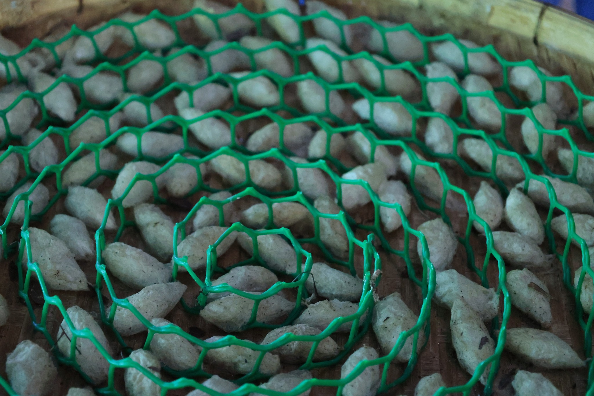 เลขาธิการ ส.ป.ก. พร้อมคณะลงพื้นที่ตรวจเยี่ยมวิสาหกิจชุมชนกลุ่มเกษตรกรโครงการปฏิรูปที่ดินพื้นที่เอกชน ตำบลพระธาตุขิงแกง อำเภอจุน จังหวัดพะเยา 8 532673907 1081699824119332 3658830217067471197 n