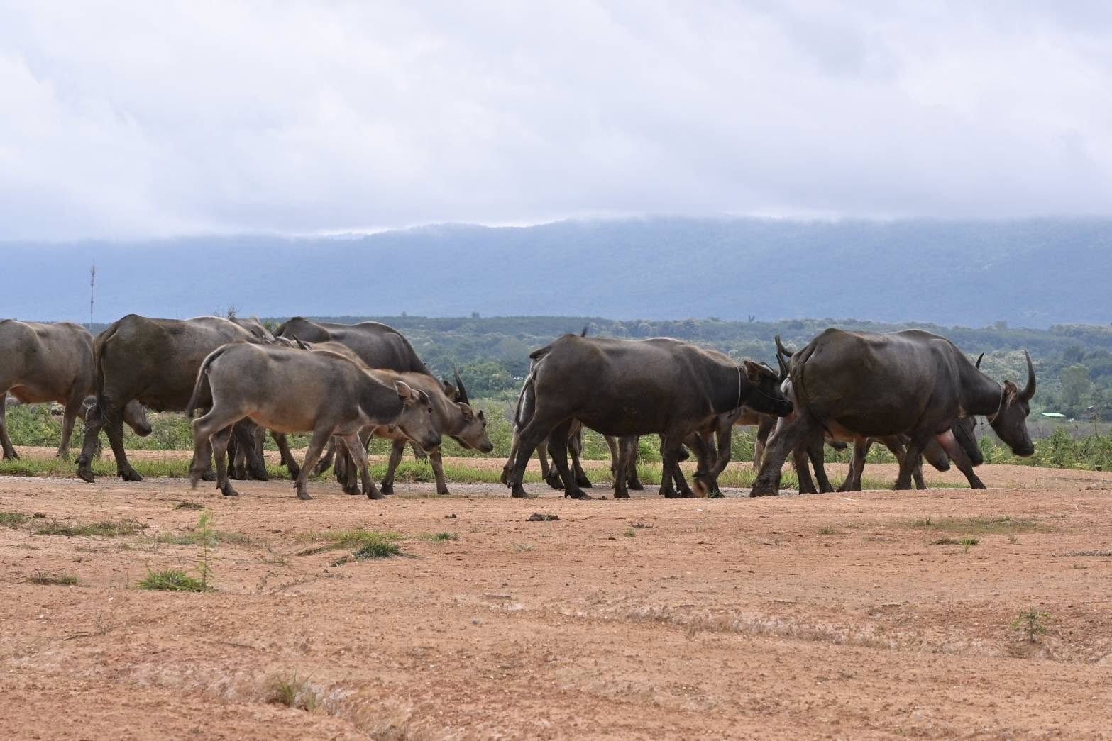 รองอธิบดีฯ 533758295 1069437828632477 3108071526517016529 n