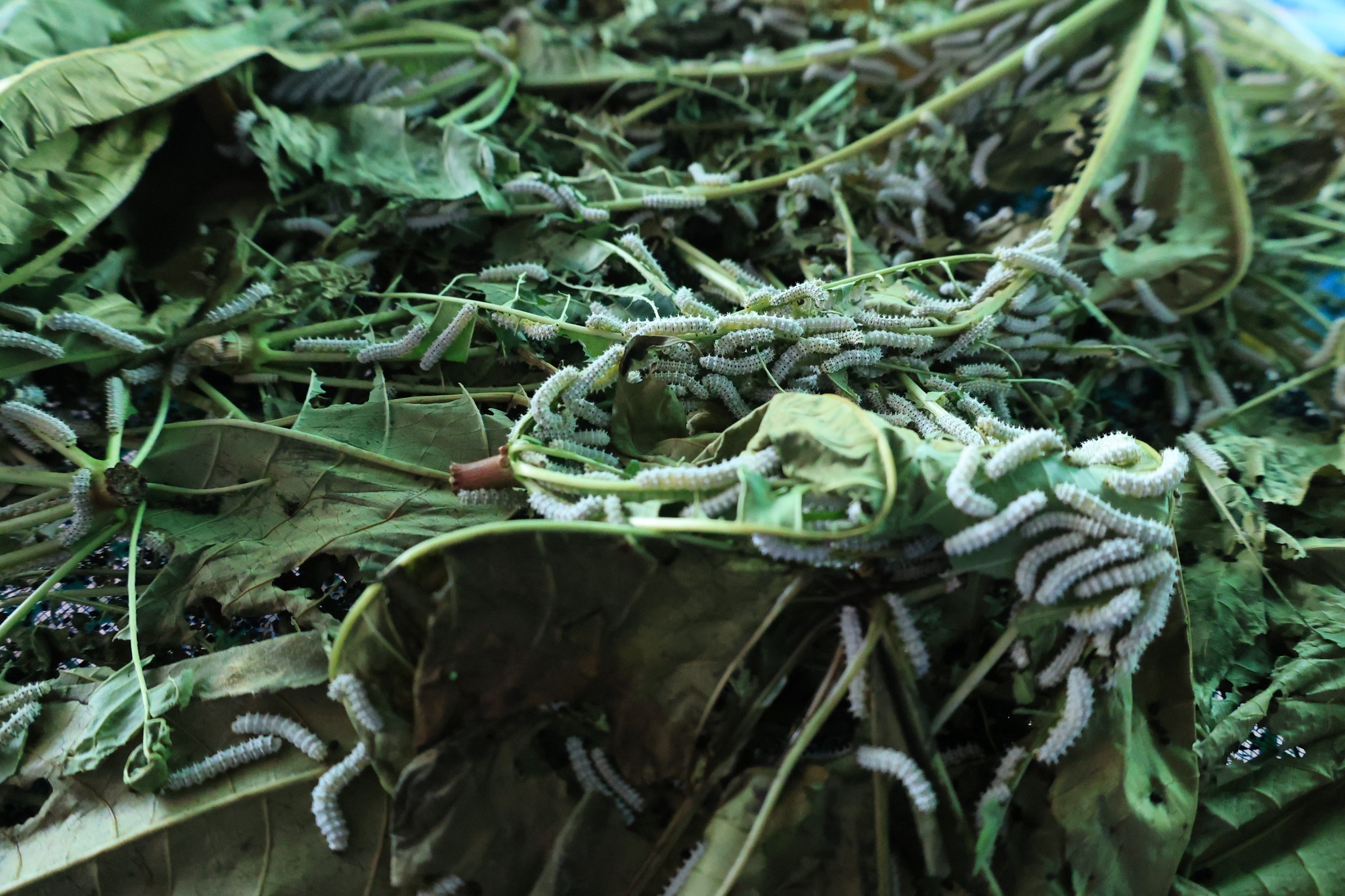 เลขาธิการ ส.ป.ก. พร้อมคณะลงพื้นที่ตรวจเยี่ยมวิสาหกิจชุมชนกลุ่มเกษตรกรโครงการปฏิรูปที่ดินพื้นที่เอกชน ตำบลพระธาตุขิงแกง อำเภอจุน จังหวัดพะเยา 6 534151022 1081699517452696 5512393040134800858 n