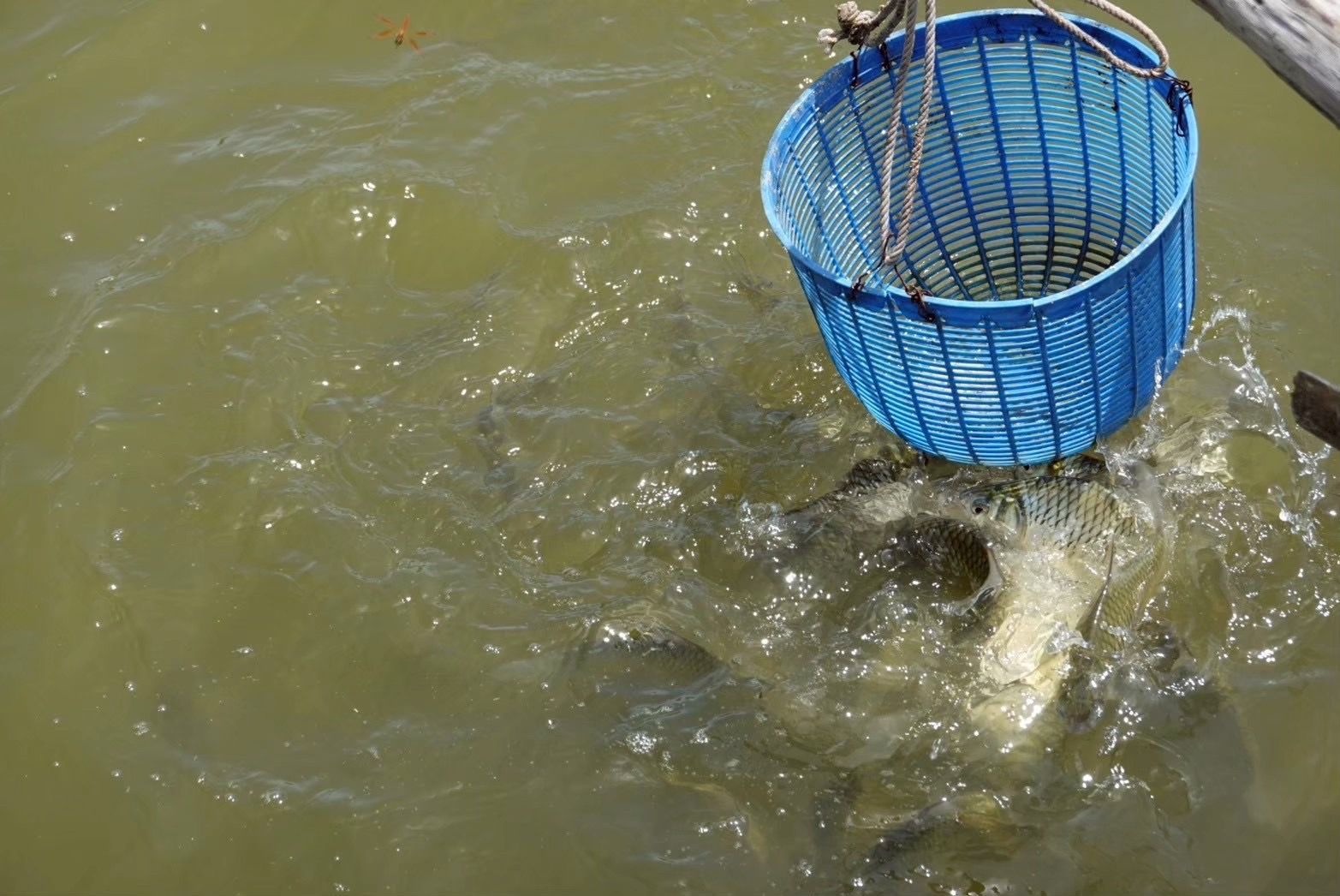 กรมประมงแนะสูตรผลิตอาหารสัตว์น้ำอินทรีย์จากวัตถุดิบท้องถิ่นหนุนเกษตรกรลดต้นทุนการเลี้ยง สัตว์น้ำโตไว ปลอดภัยจากสารเคมี 11 535189