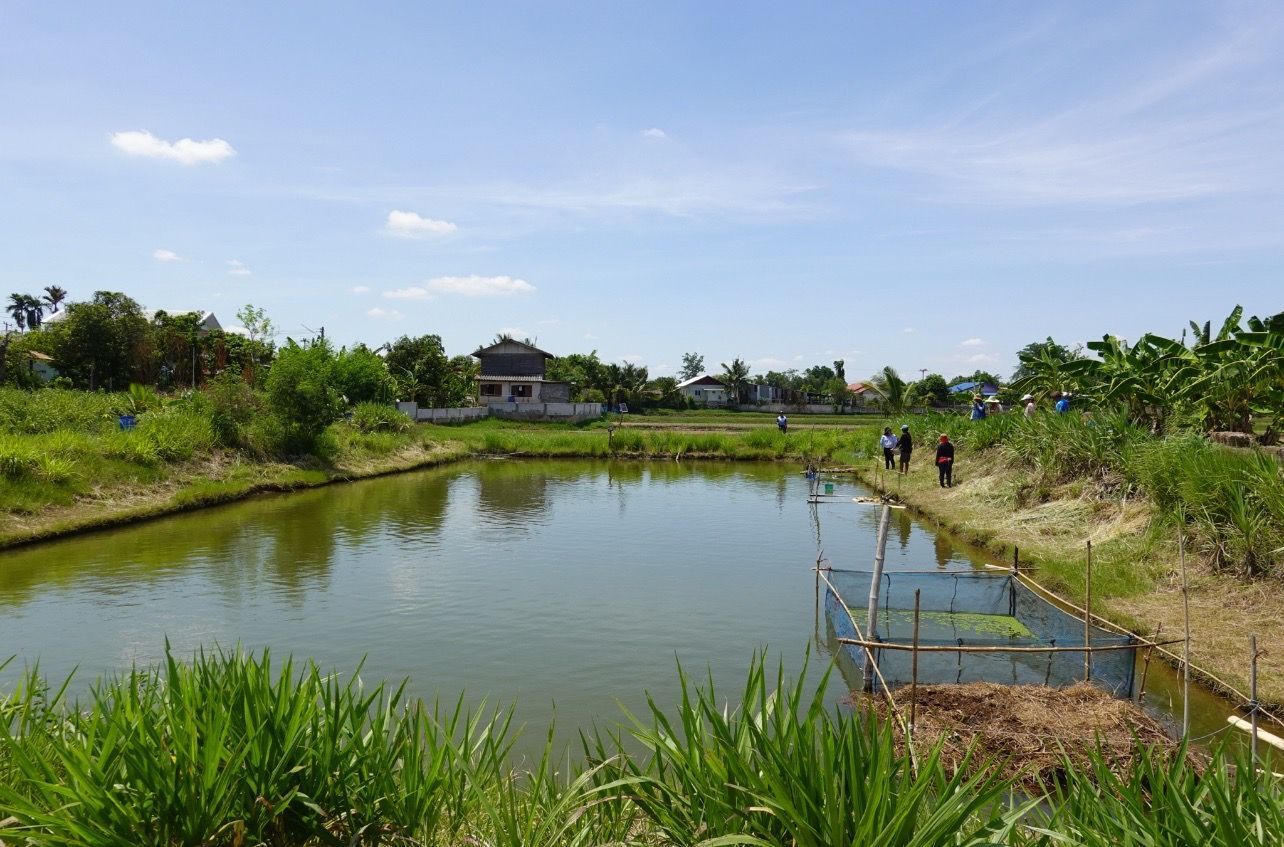 กรมประมงแนะสูตรผลิตอาหารสัตว์น้ำอินทรีย์จากวัตถุดิบท้องถิ่นหนุนเกษตรกรลดต้นทุนการเลี้ยง สัตว์น้ำโตไว ปลอดภัยจากสารเคมี 12 535190