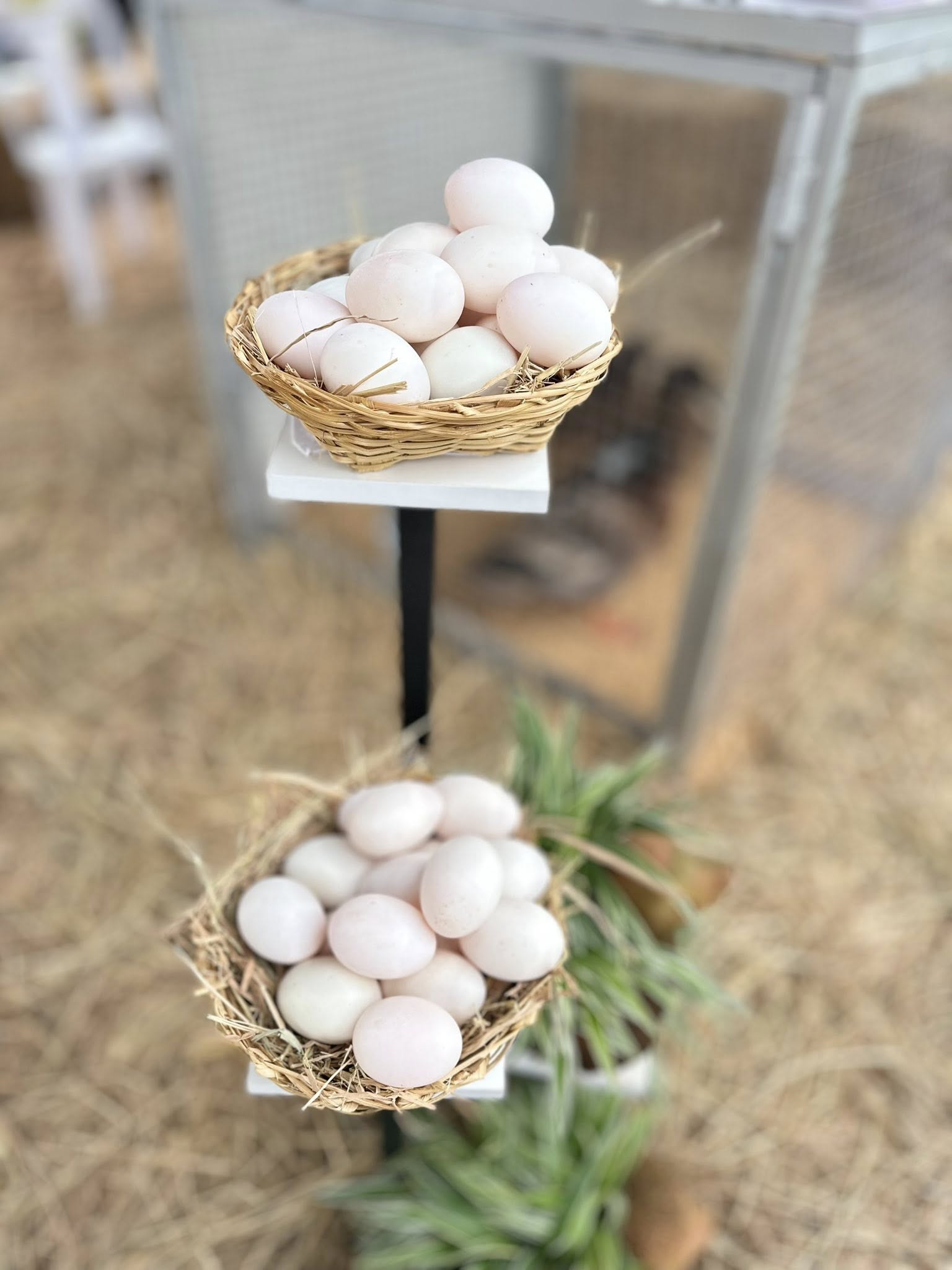 “เป็ดไข่บางปะกง” เป็ดไข่พันธุ์ดีจากกรมปศุสัตว์ 8 537183292 1572267737426936 7401858956573423373 n