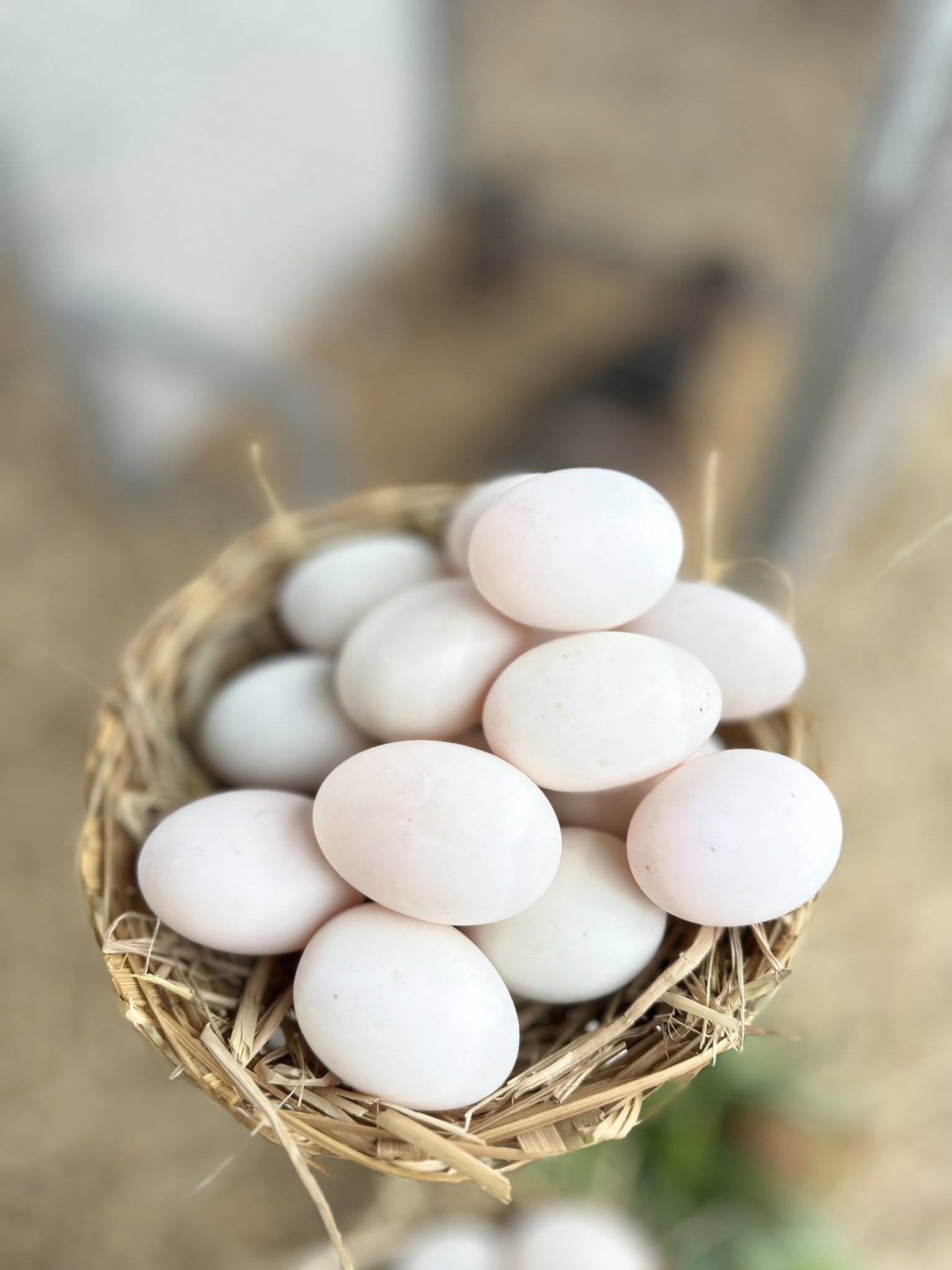 “เป็ดไข่บางปะกง” เป็ดไข่พันธุ์ดีจากกรมปศุสัตว์ 3 539098150 1572267794093597 4892201046375512814 n