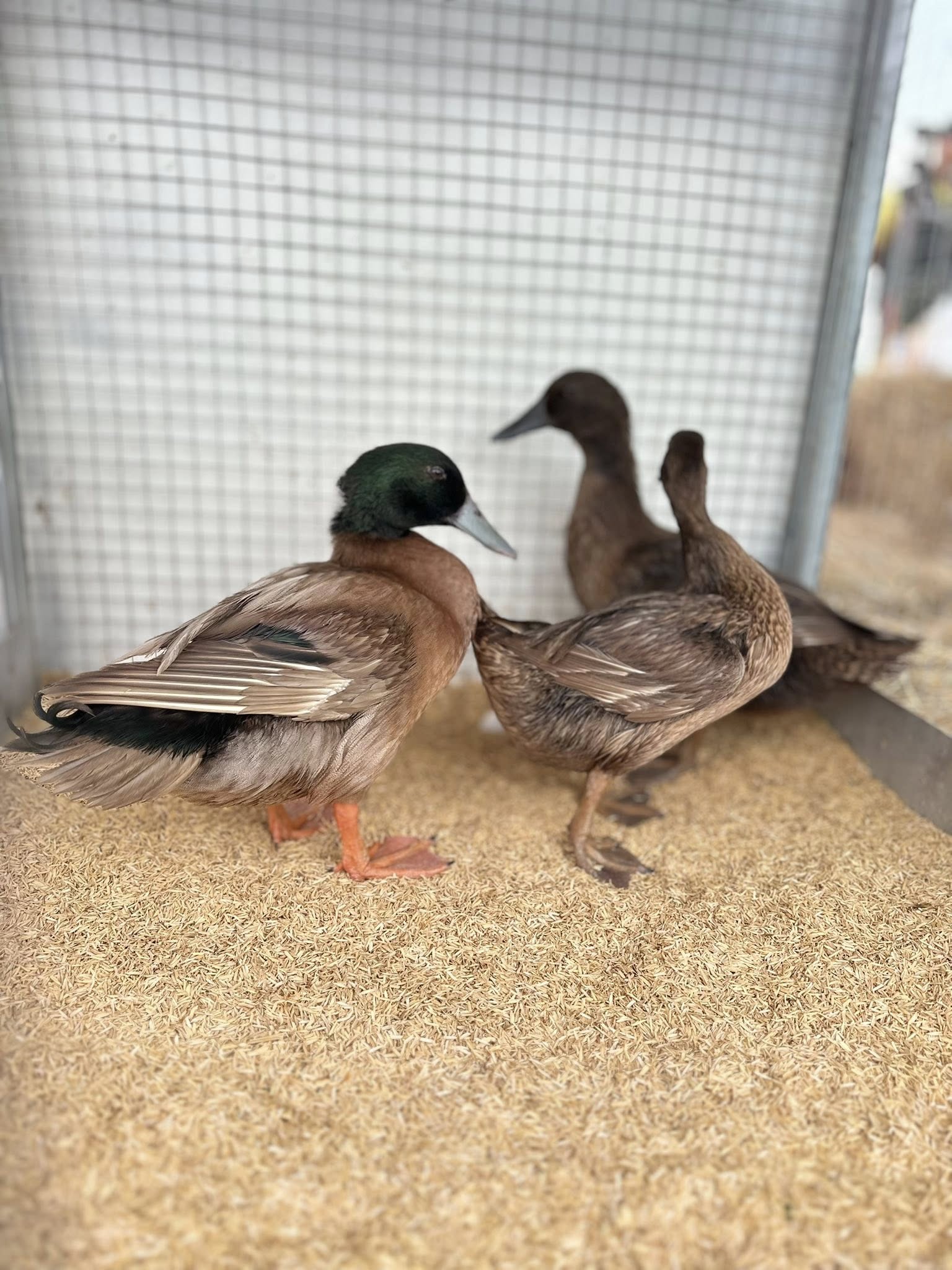 540106897 1572267764093600 9128602355092801747 n