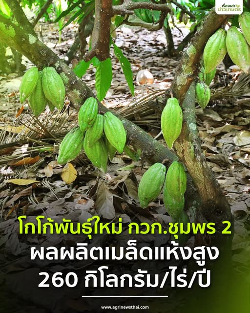 โกโก้พันธุ์ใหม่ กวก.ชุมพร 2 ให้ผลผลิตเมล็ดแห้งสูง 260 กิโลกรัมต่อไร่ต่อปี 5 540452069 1573971283923248 4964610489105099812 n