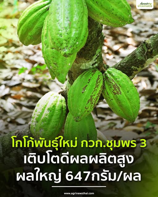 โกโก้พันธุ์ใหม่ กวก.ชุมพร 3 เติบโตดีผลผลิตสูง ผลใหญ่หนัก 647 กรัมต่อผล 5 540452350 1573974827256227 4340207310281056003 n