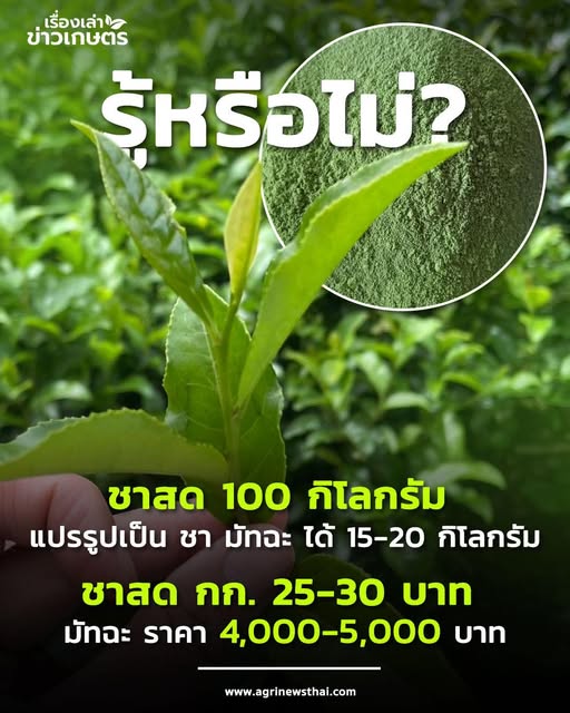 มัทฉะ : เส้นทางใบชาสู่บทกวีในถ้วย 4 540969312 1573246277329082 8902948110555016640 n