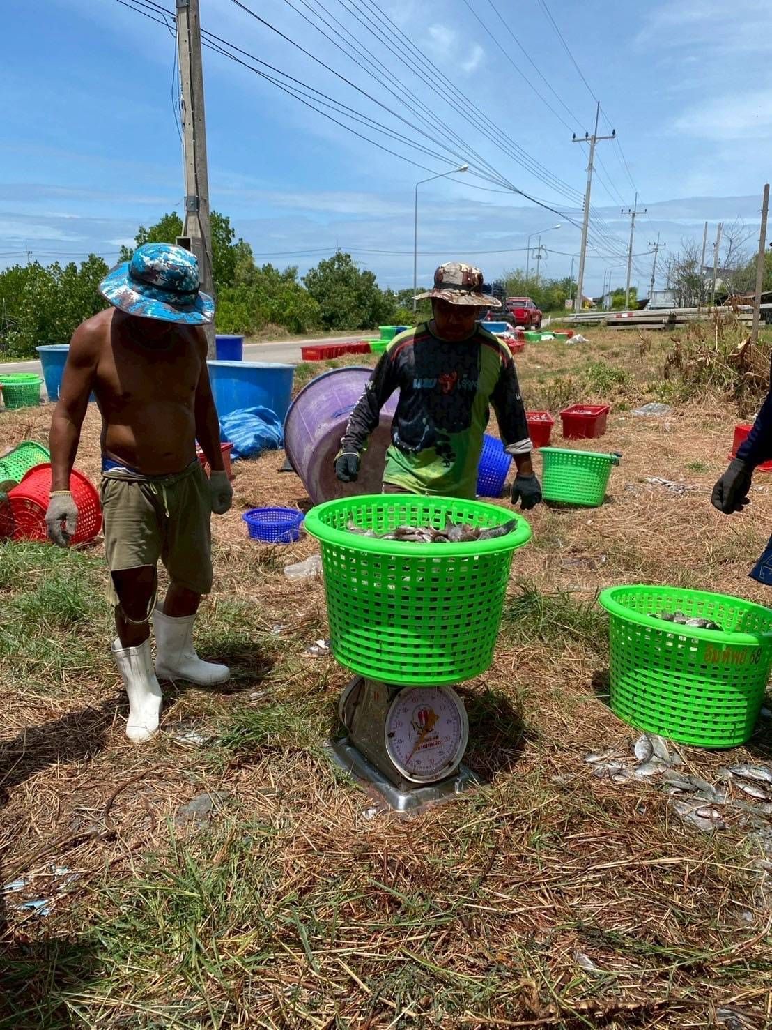 โฆษกกรมประมง เผย ยอดรับซื้อปลาหมอคางดำใกล้ 3 ล้านกิโลกรัมพร้อมขยายโควตารับซื้อเพิ่ม 554,000 กก. ในพื้นที่ 6 จังหวัด -กรุงเทพมหานครเริ่มเยียวยา บางขุนเทียน ทุ่งครุ 4 550851