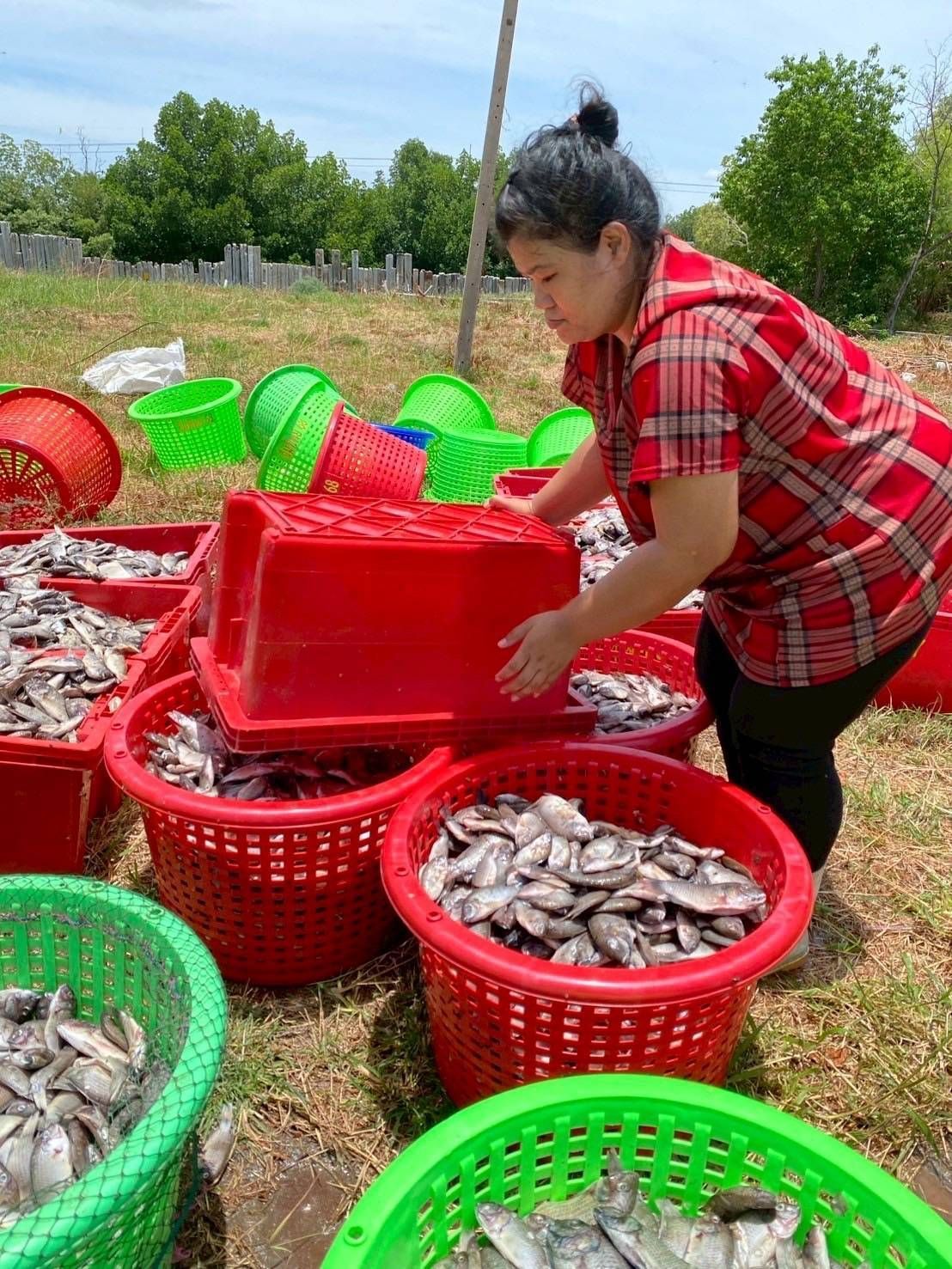 โฆษกกรมประมง เผย ยอดรับซื้อปลาหมอคางดำใกล้ 3 ล้านกิโลกรัมพร้อมขยายโควตารับซื้อเพิ่ม 554,000 กก. ในพื้นที่ 6 จังหวัด -กรุงเทพมหานครเริ่มเยียวยา บางขุนเทียน ทุ่งครุ 5 550852