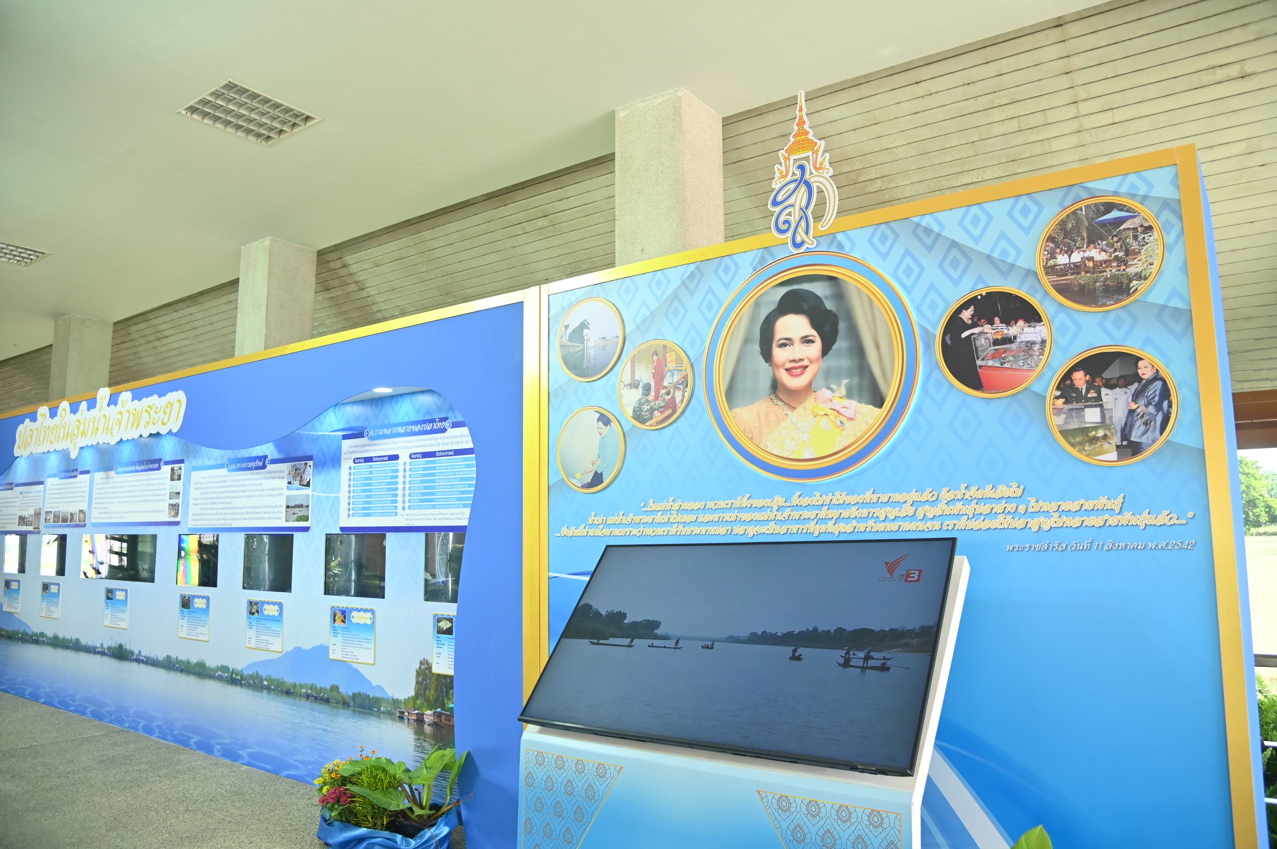 กรมประมงร่วมเฉลิมพระเกียรติ สมเด็จพระบรมราชชนนีพันปีหลวงเนื่องในโอกาสวันเฉลิมพระชนมพรรษา 93 พรรษาจัดพิธีปล่อยพันธุ์สัตว์น้ำ-กุ้งก้ามกรามคืนสู่แม่น้ำเจ้าพระยา รวมกว่า 1.32 ล้านตัว 2 557970