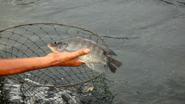 รู้วิธีเลี้ยง 601951