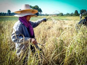 ครม.มีมติอนุมัติเงินช่วยเหลือชาวนา ไร่ละ 1,000 บาท ไม่เกินครัวเรือนละ 10 ไร่ ทั้งข้าวนาปี-นาปรัง วงเงิน 4.5 หมื่นล้านบาท ใช้เงิน ธ.ก.ส. ดำเนินการ 3 640215 03 002 300x225 1